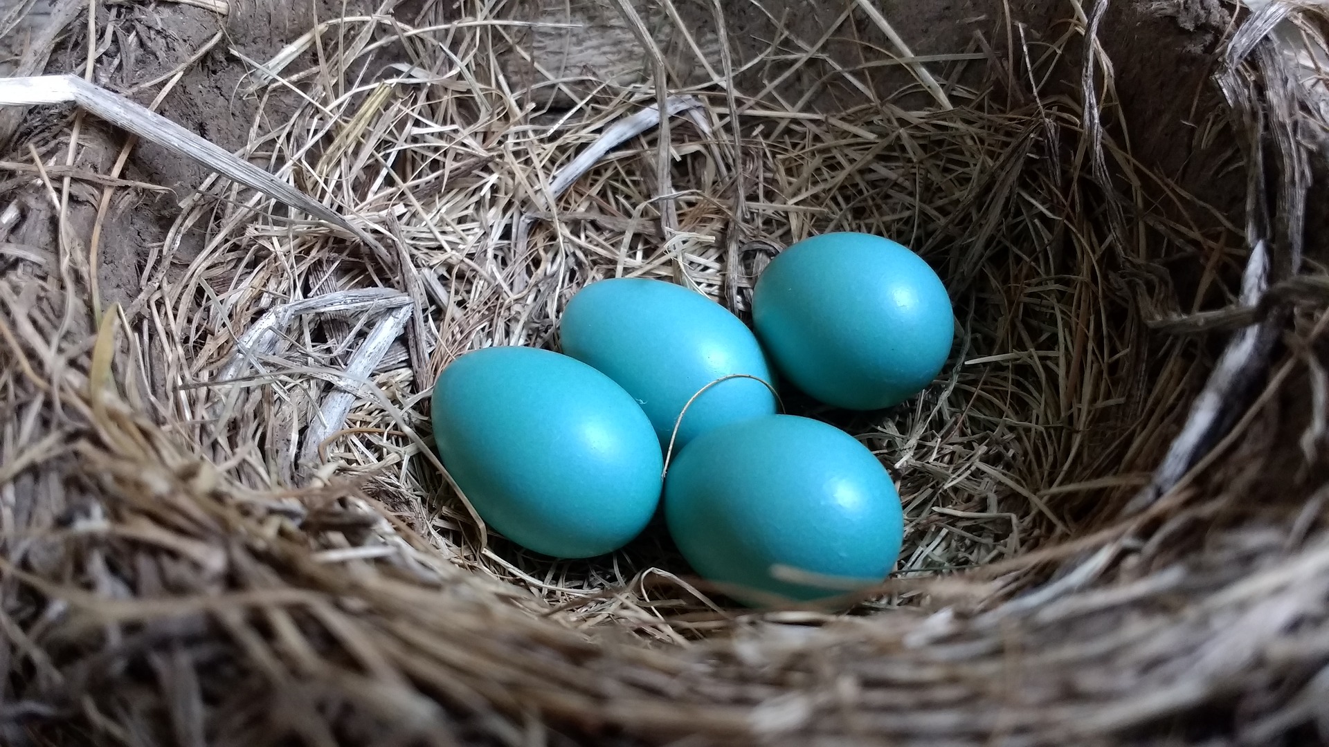 robins egg-blue-tiffany blue.jpeg