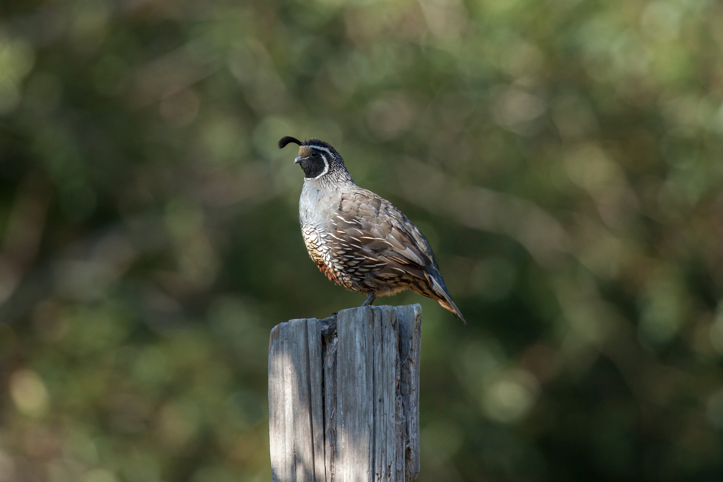 AlanToth_quail_20171021.jpg