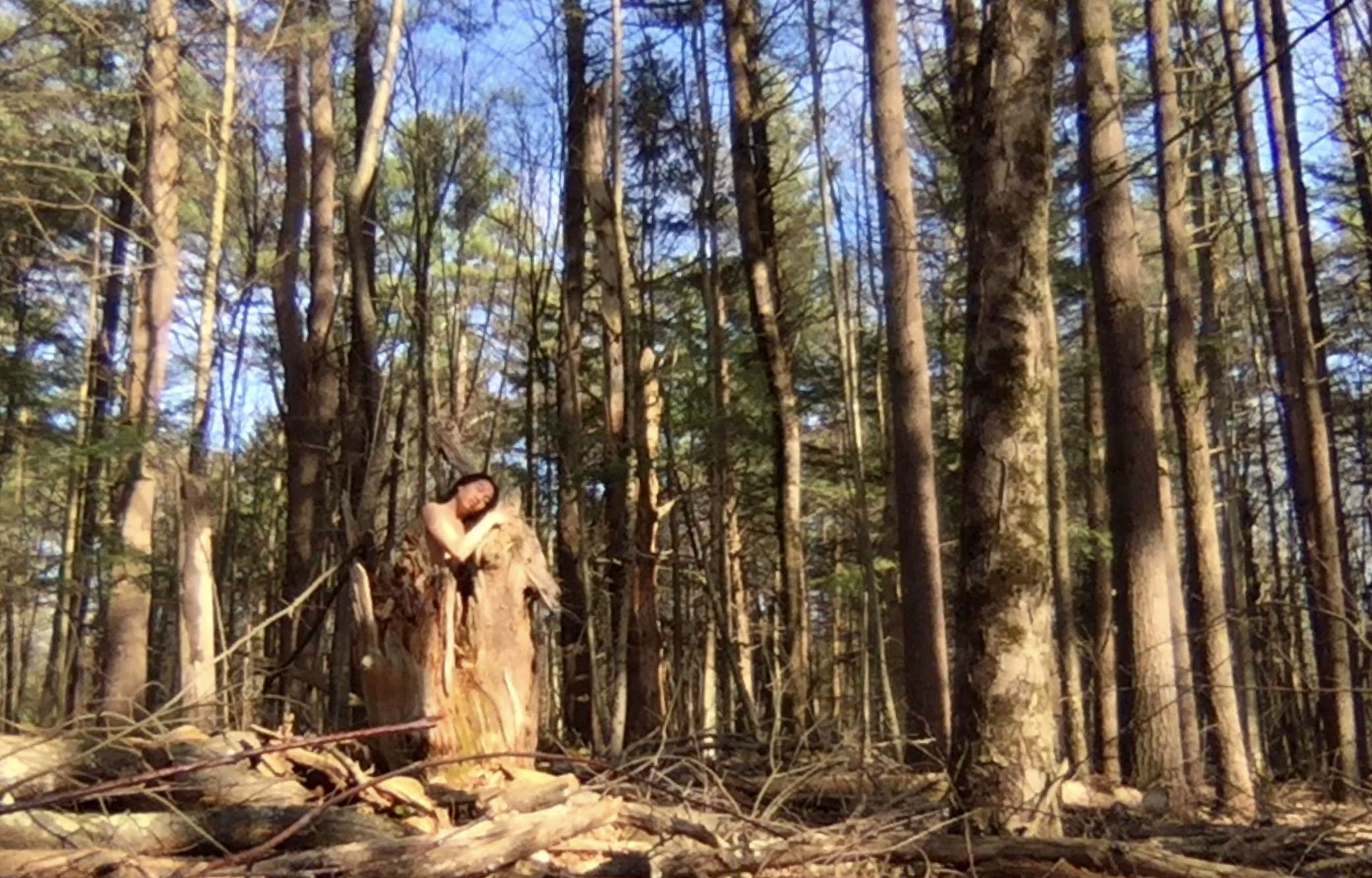 danceoftrees1.jpg