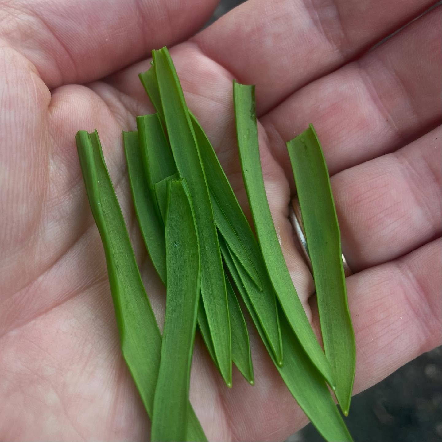 Gr&uuml;nKraftEkstase 🌱🌱🌱🌱🌱🌱🌱🌱🌱 ☀️☀️☀️🌿🌿🌿🌿🌿🌿🌿✨ Willkommen erste Fr&uuml;hlingswelle, wirst gefeiert! 🌱🌱🌱🌱🌱

Weil&rsquo;s ja nochmal kalt werden soll, kleine Erinnerung an meinen Kr&auml;uterstempel-Workshop n&auml;chsten Sonntag.