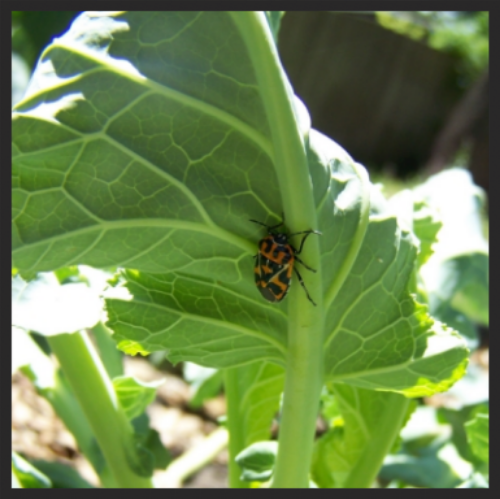 I had little tolerance for this Harlequin Bug who was busy piercing the stem of my beloved collards and sucking out the juices. He's history.