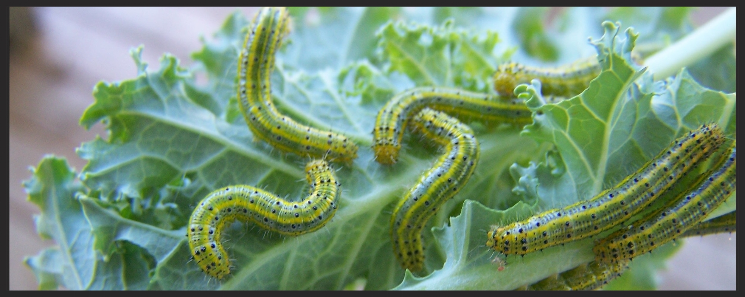 Some VERY hungry caterpillars!