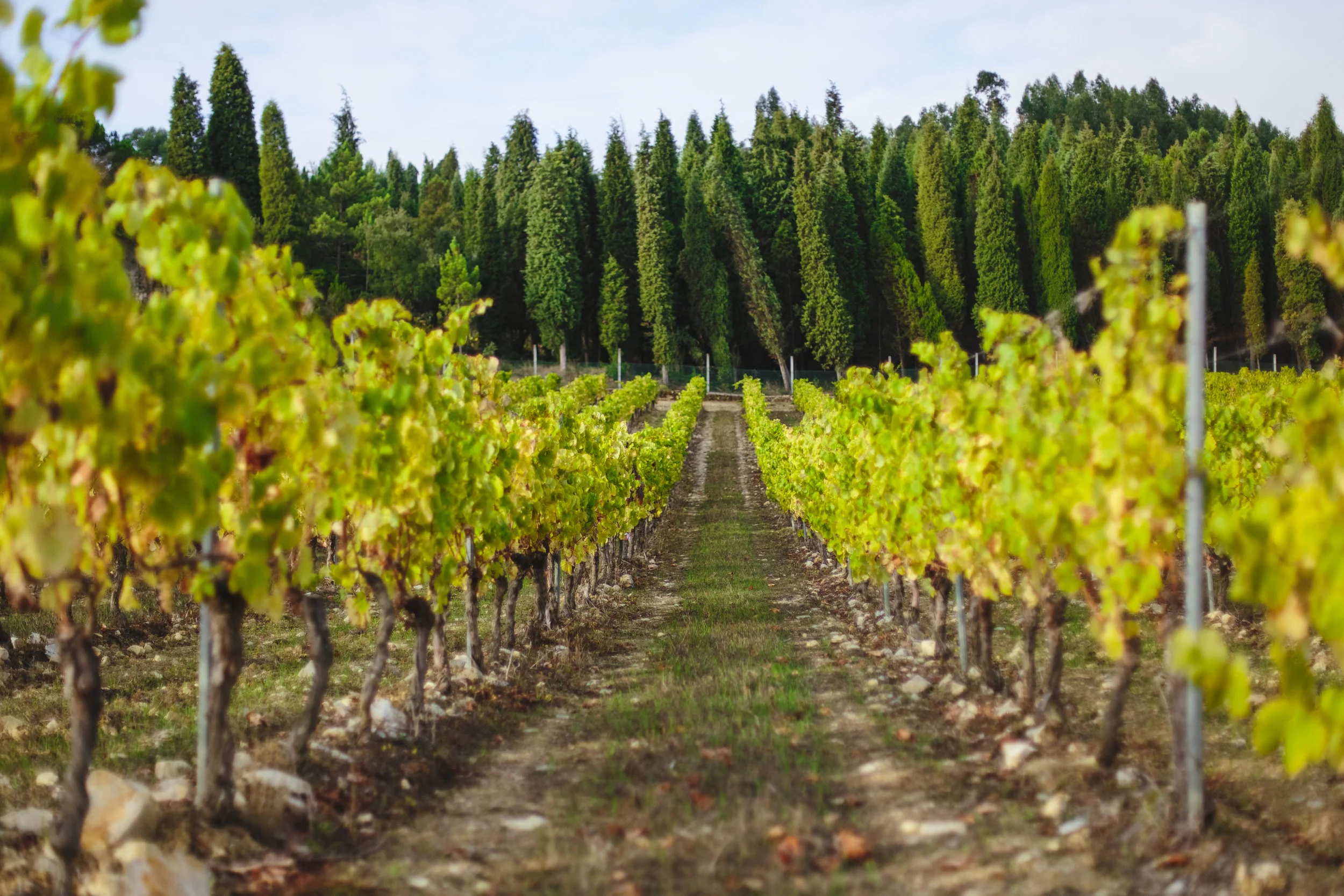 Vinhas LP - Pr-15.jpg