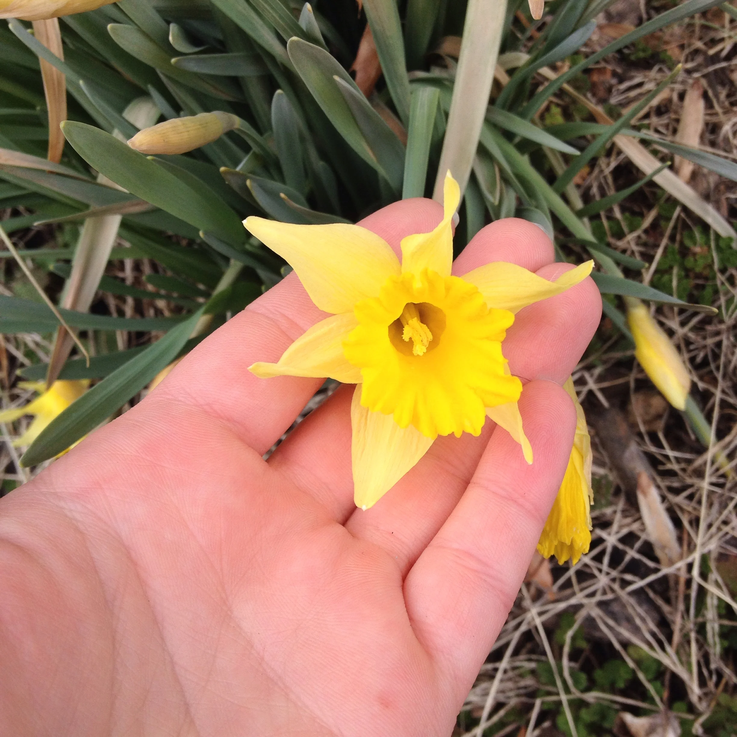March Lily