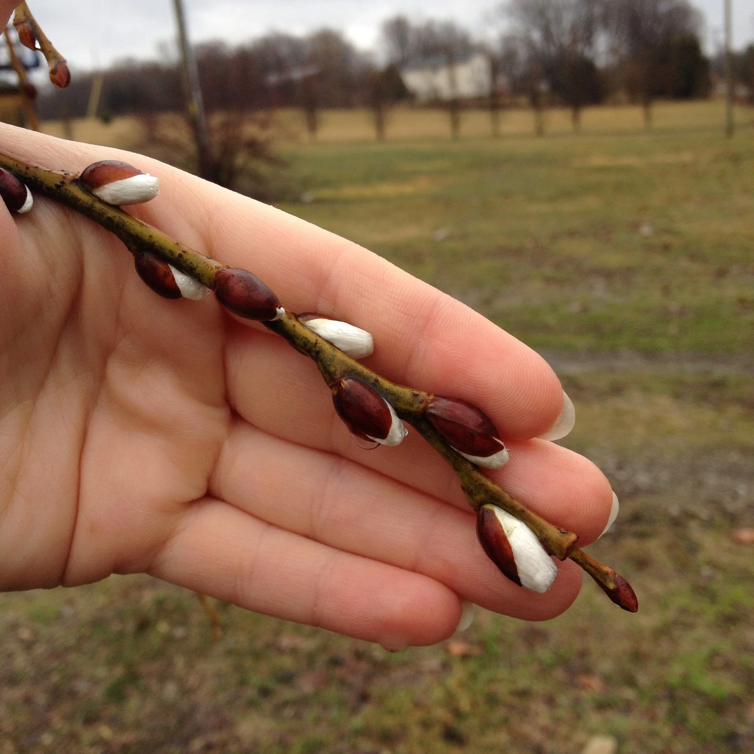Pussy Willow