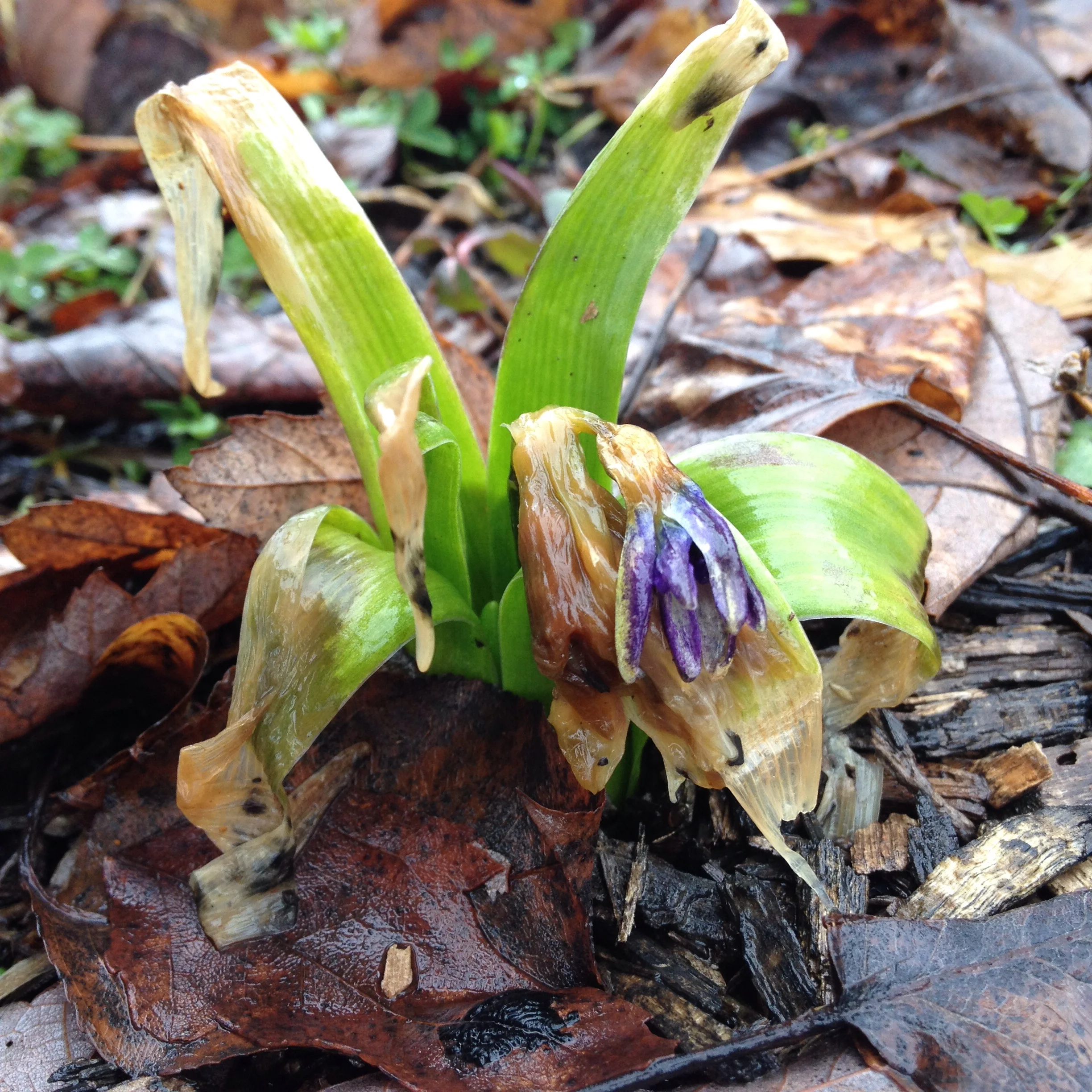 This poor Hyacinth had bloomed, but I had no idea or I'd have covered it from the freezing cold.