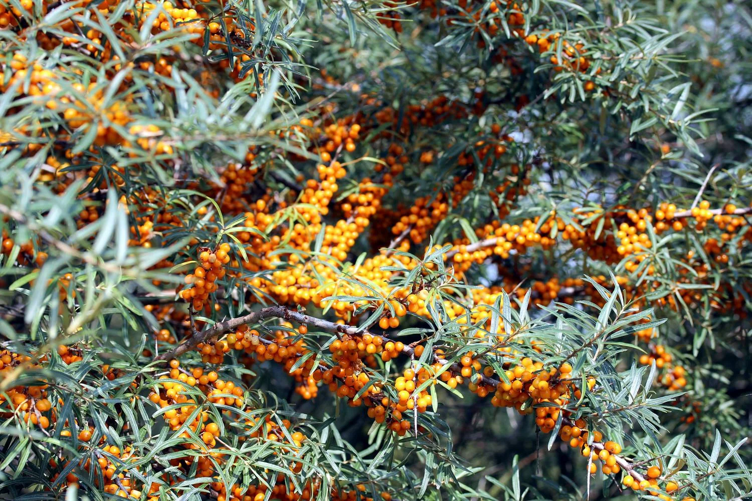 sea-buckthorn-417956.jpg