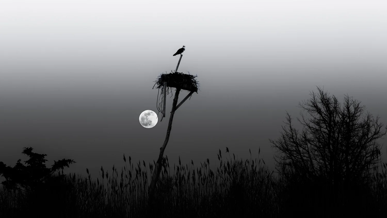 Osprey Full Moon Rise.jpg