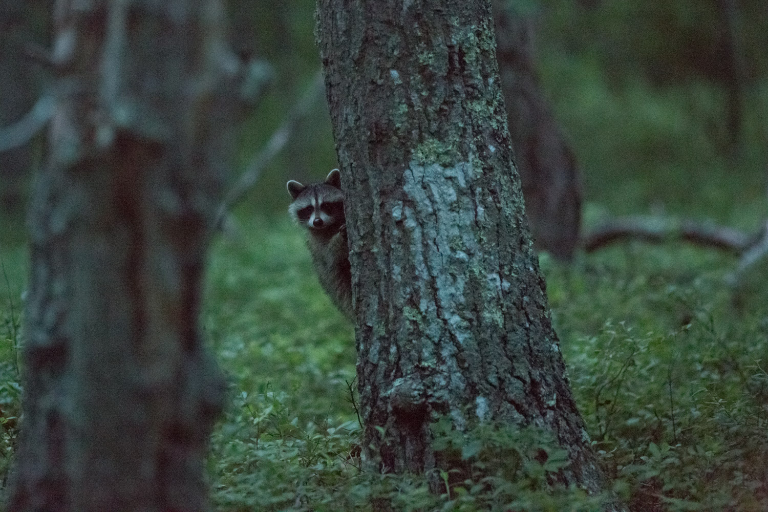 Raccoons4.jpg