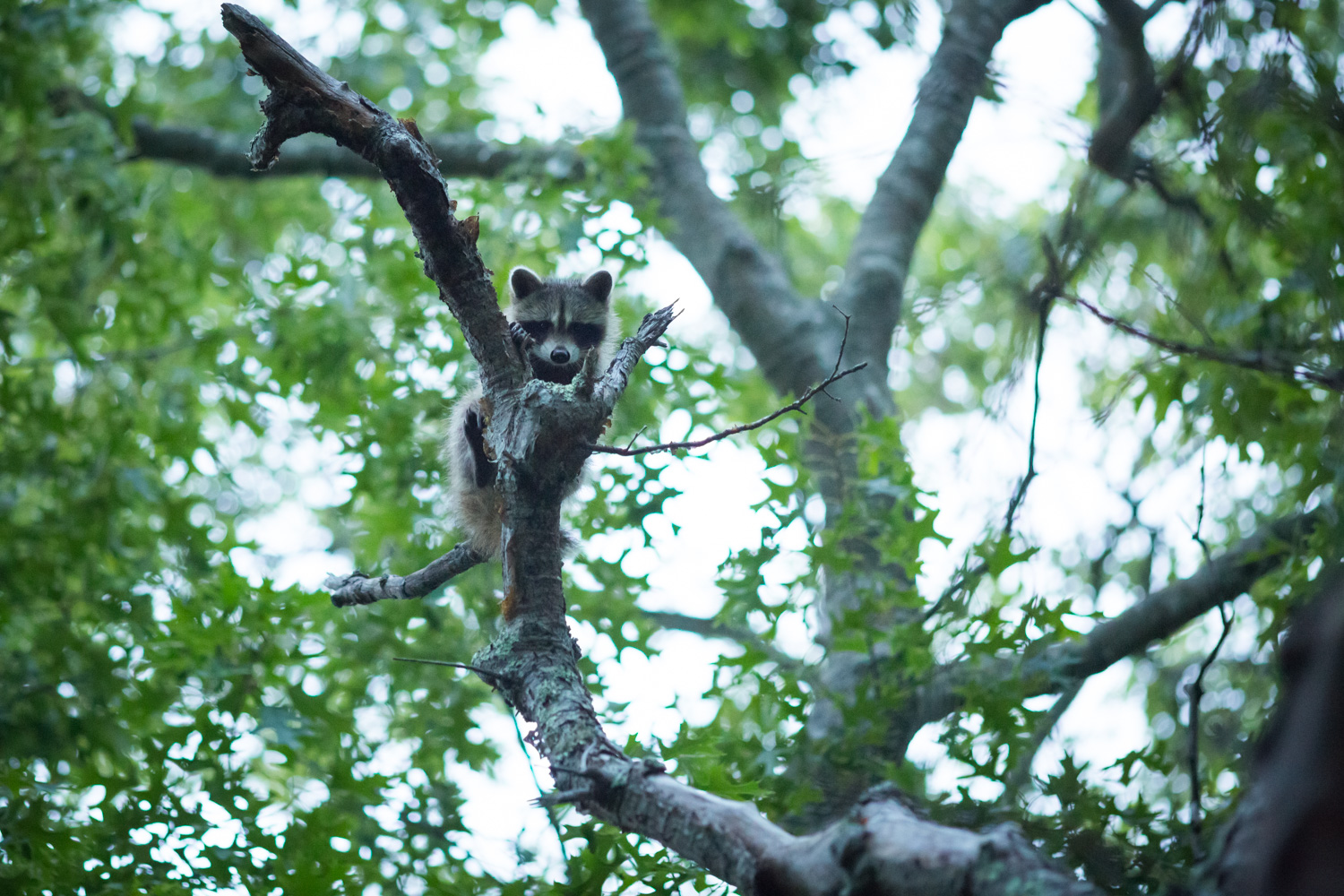 Raccoons2.jpg