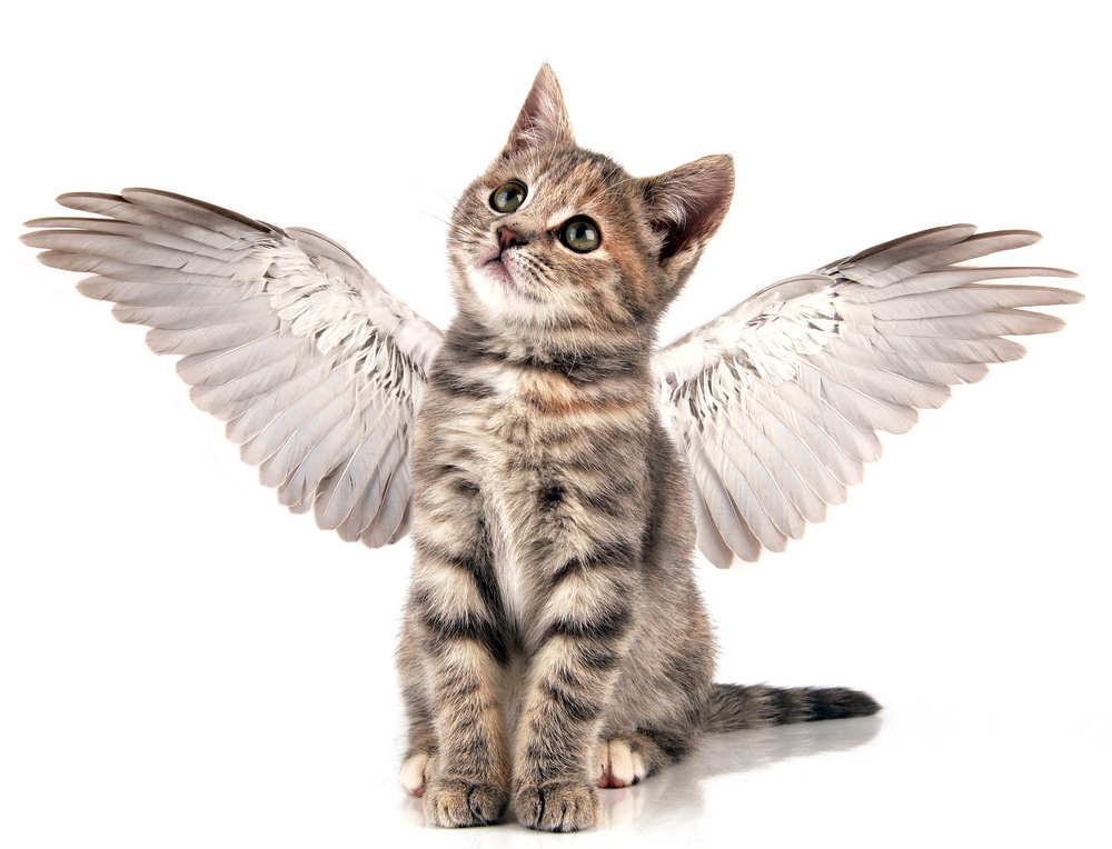 winged cat.jpg