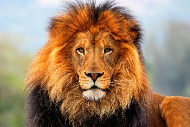 Lion-013-485x728.jpg