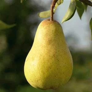 pear.jpg