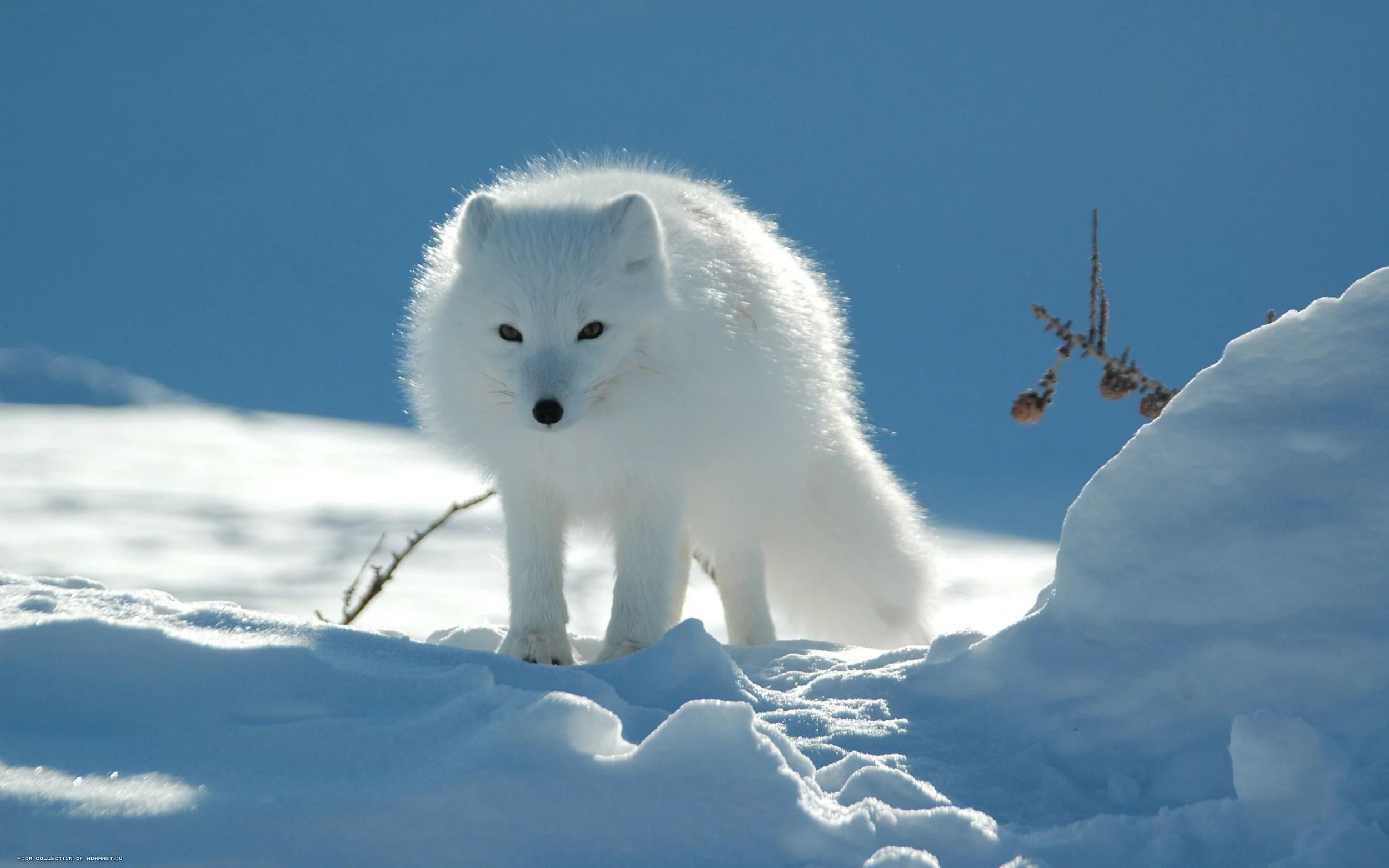 white fox.jpg