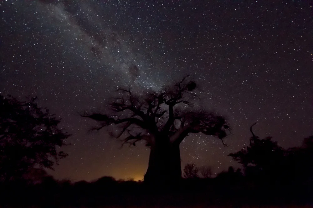 Baobab under the stars.jpg