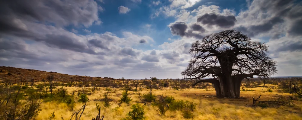 Lone baobab in golden field with blue sky and fluffy clouds.jpg