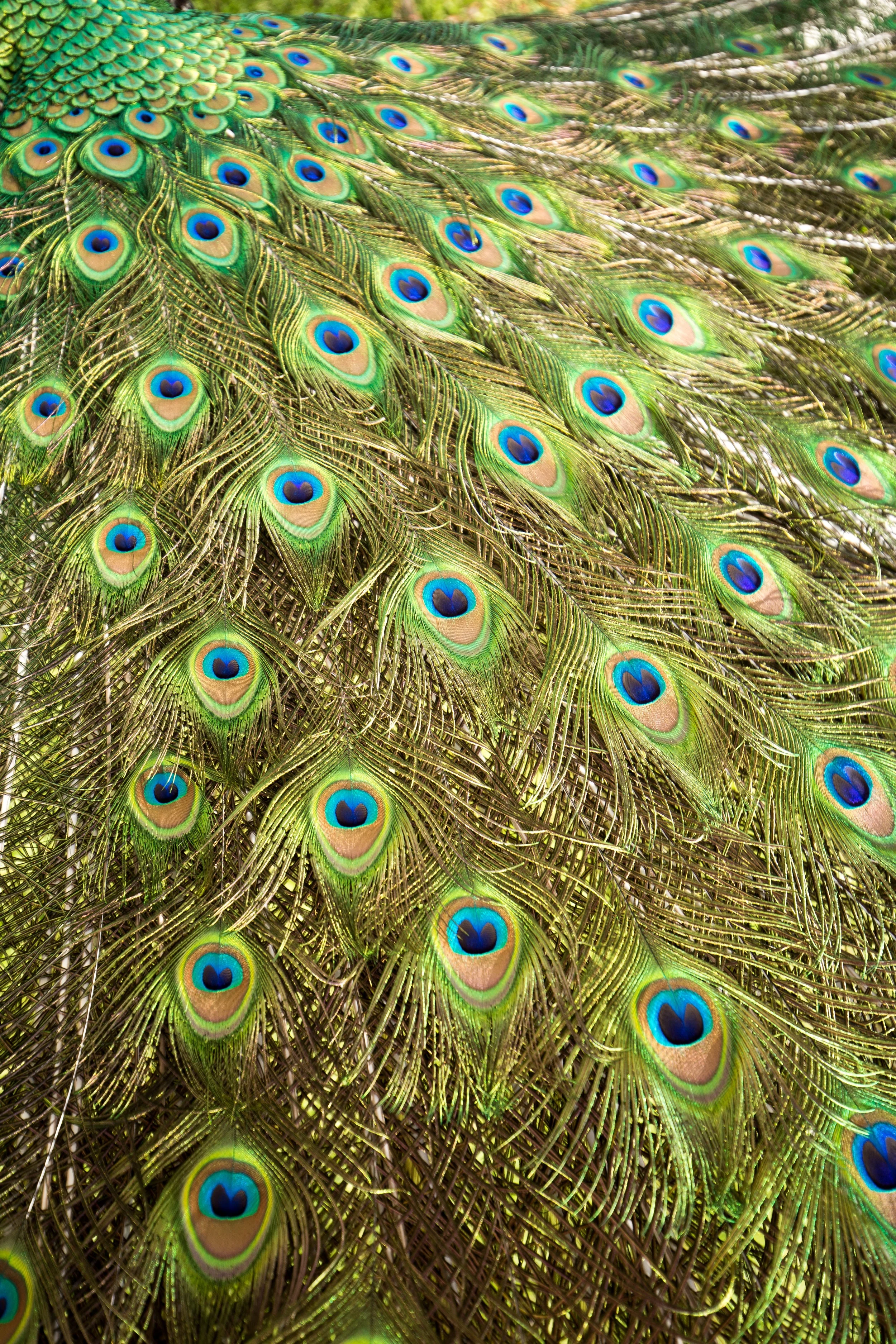 peacock 3.jpg