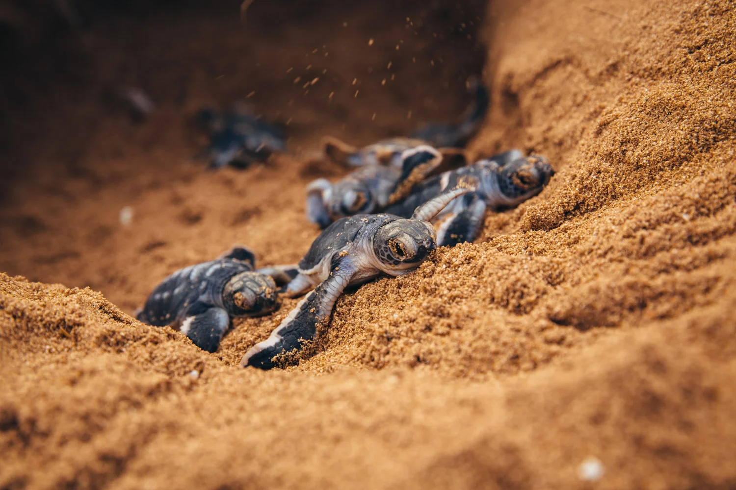 WWF-Lamu island turtles Kenya-5.jpg