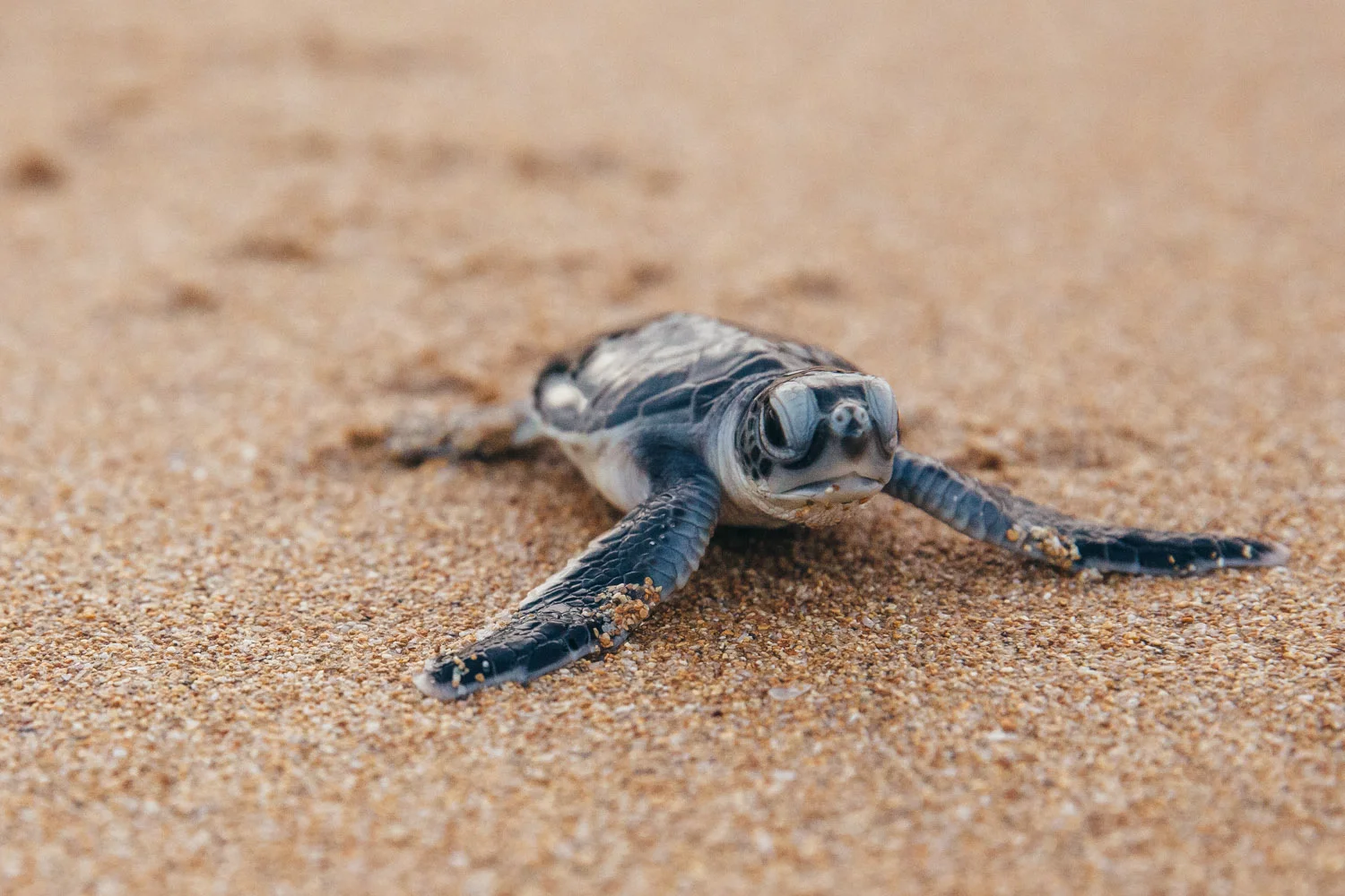 WWF-Lamu island turtles Kenya-8-2.jpg