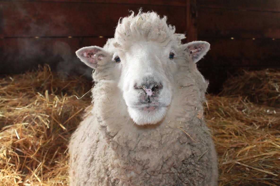 Amy the Sheep.jpg