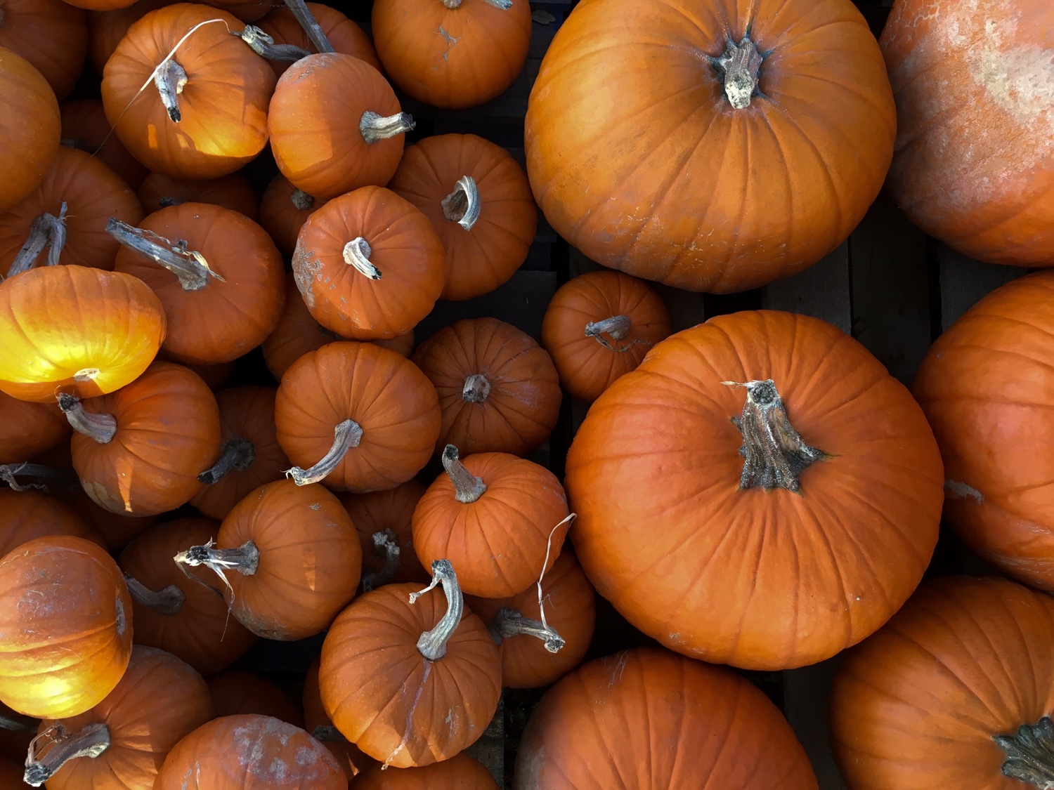 Fall vegetables and what to do with them: Delicious and easy vegan meal ideas for cooking with pumpkin, kale, collard greens, parsnips, sweet potatoes and mushrooms