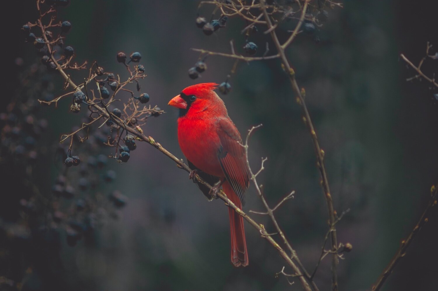 Making Habit Changes that Last Bird by Bird, Wise Wisdom from Author Anne Lamott | Brownble