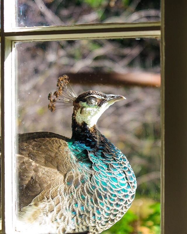 Sunbathing beauty at my kitchen window.