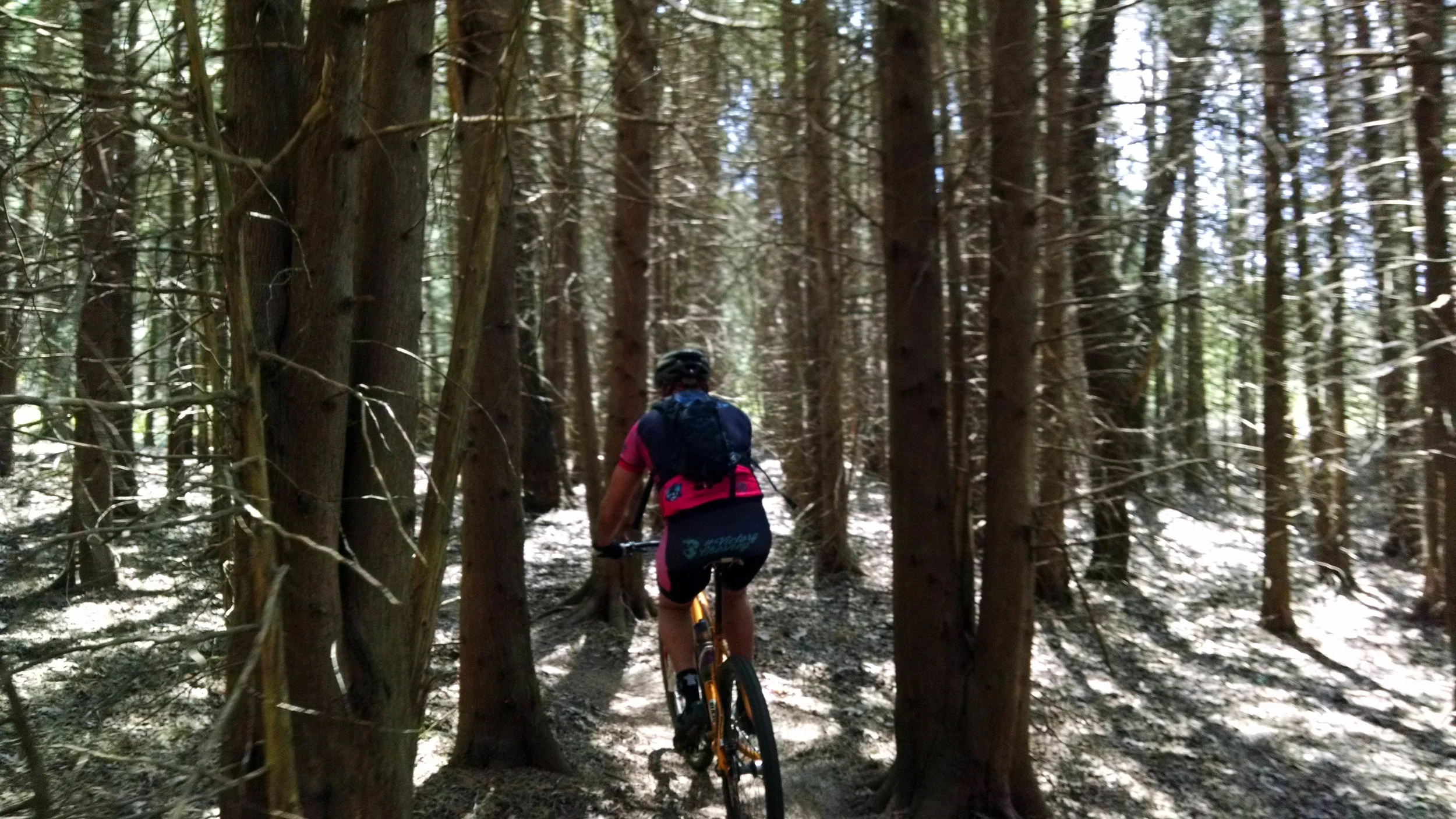 Schratz out in a pine forest.