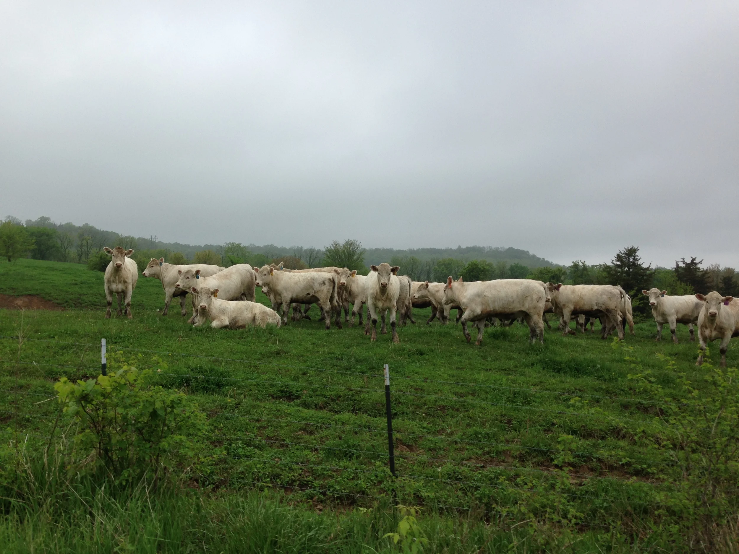 Silly vanilla cows
