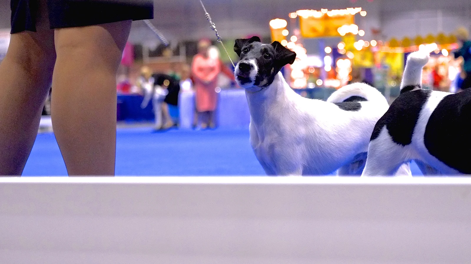 2014 Eukanuba Show-2.JPG