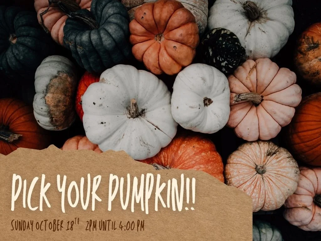 Pick Your Pumpkin!!