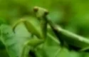 praying-mantis.jpg