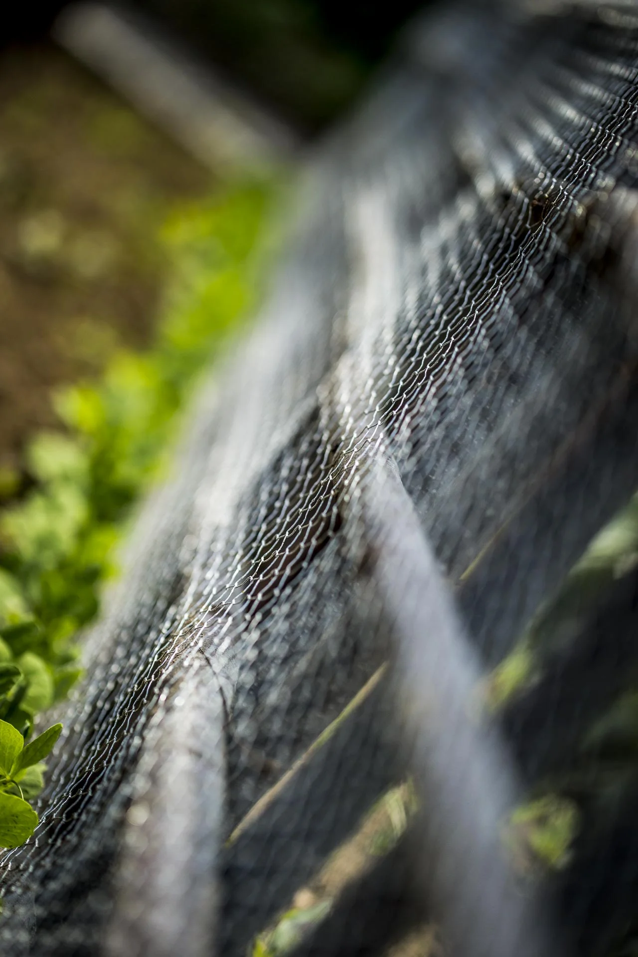 domaine_dablon_potager©stephaneleroy-2-251.jpg