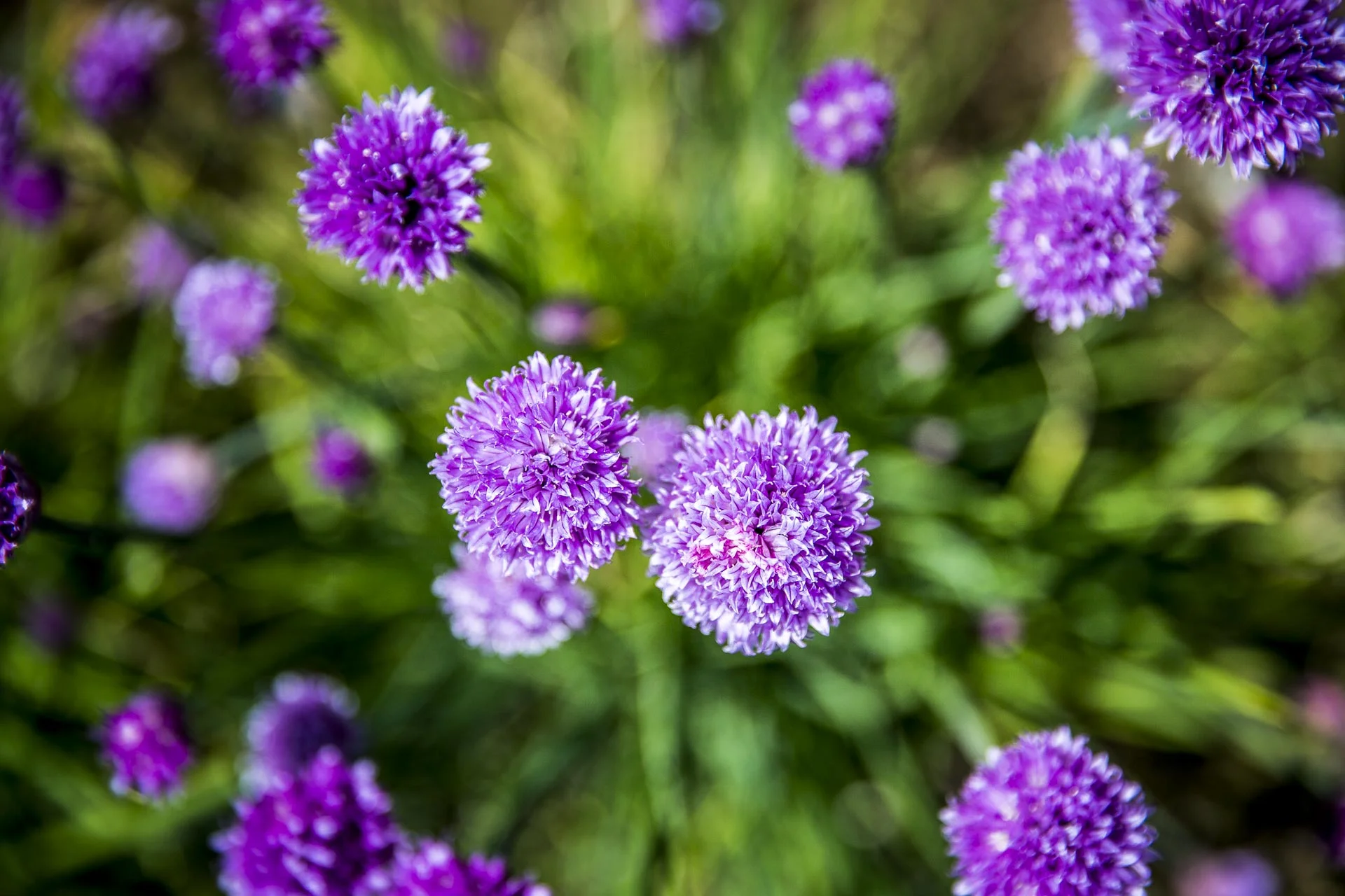 domaine_dablon_potager©stephaneleroy-2-245.jpg