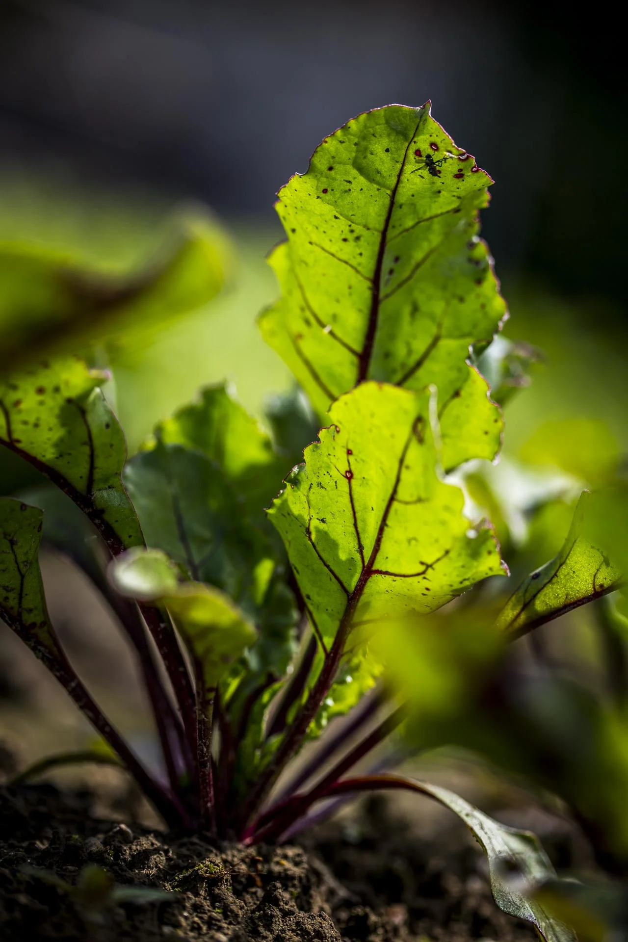 domaine_dablon_potager©stephaneleroy-2-237.jpg