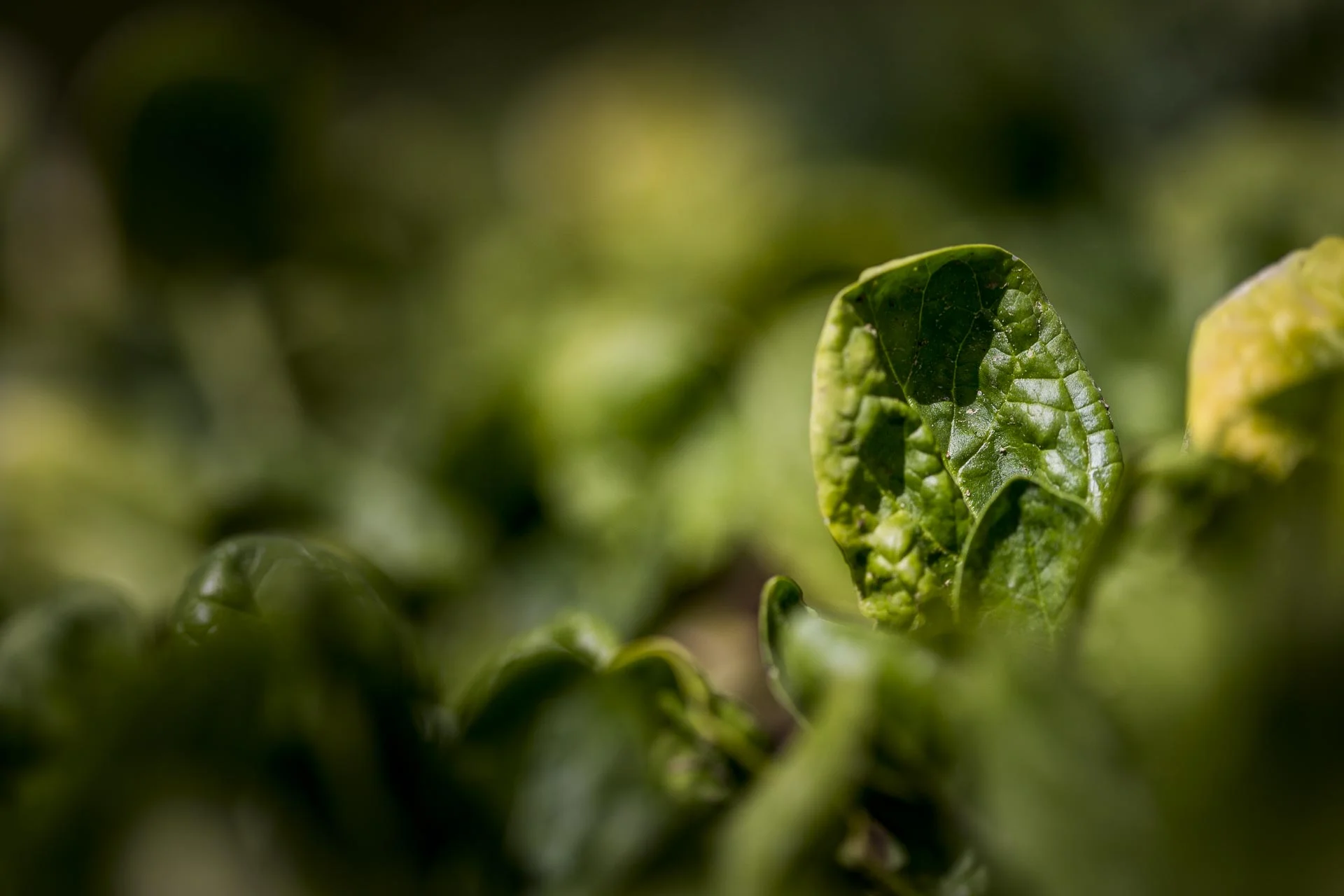domaine_dablon_potager©stephaneleroy-2-230.jpg