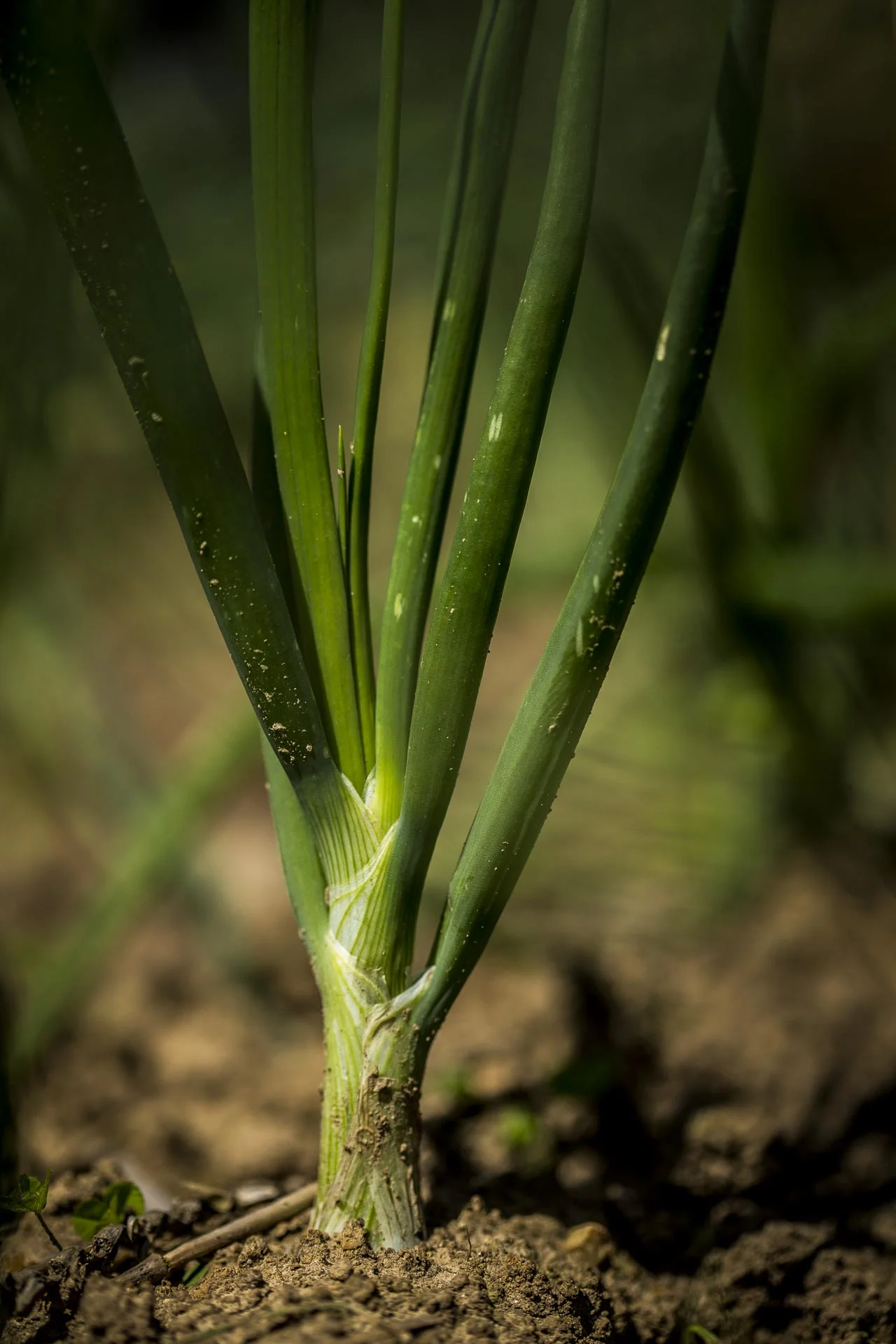 domaine_dablon_potager©stephaneleroy-2-231.jpg