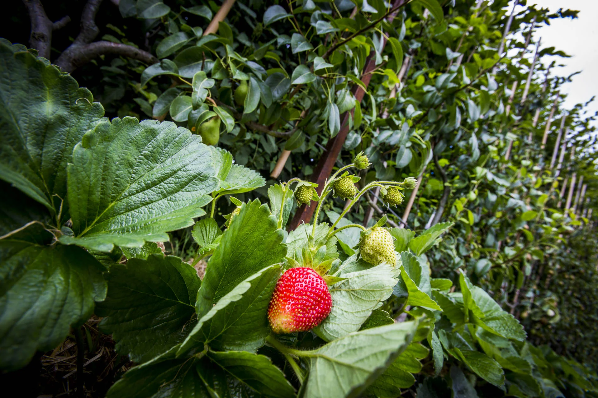 domaine_dablon_potager©stephaneleroy-E61R2355-2.jpg