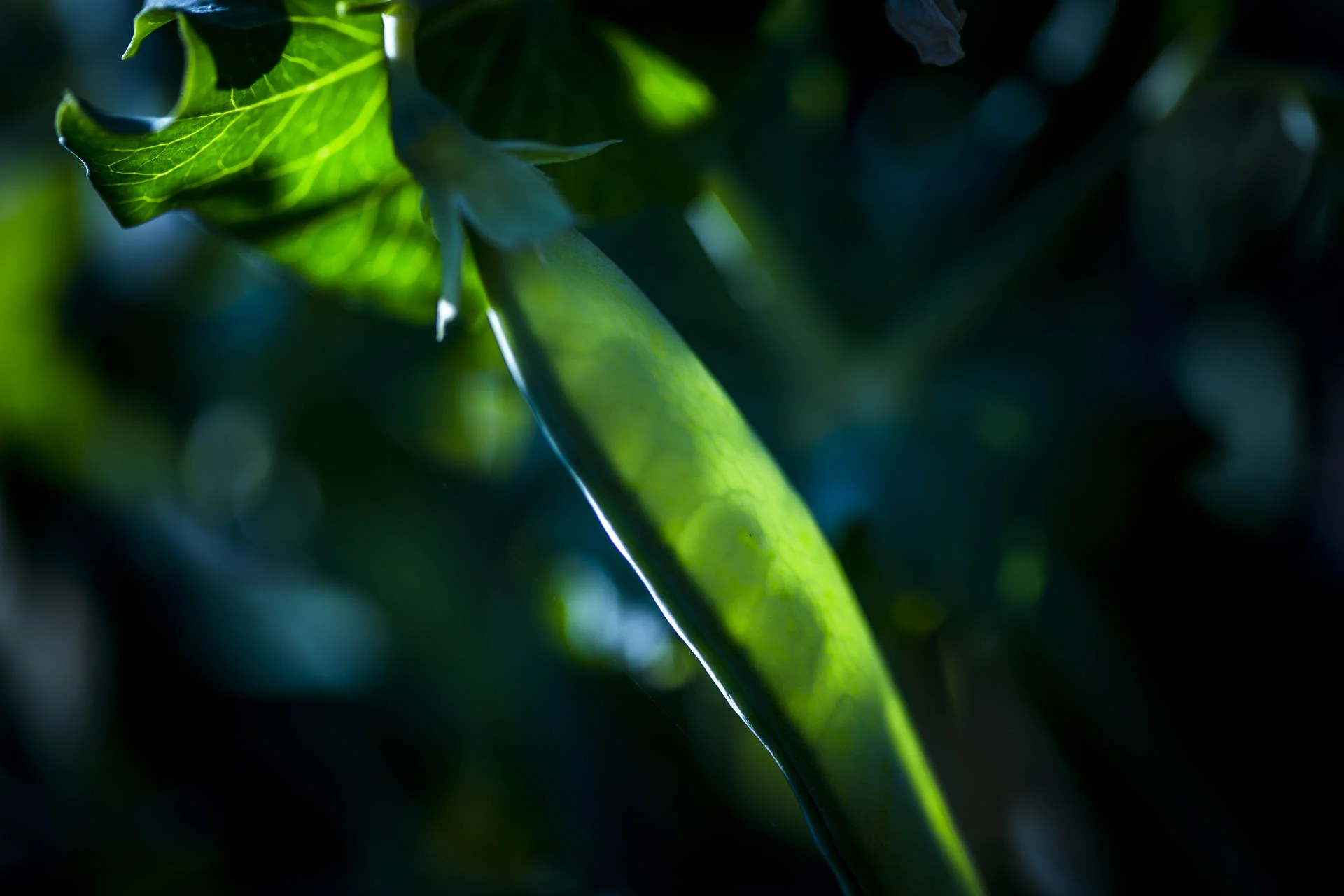 domaine_dablon_potager©stephaneleroy-1426.jpg