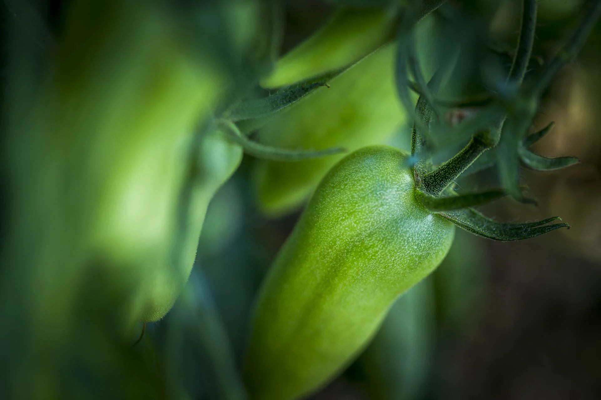 domaine_dablon_potager©stephaneleroy-1507.jpg