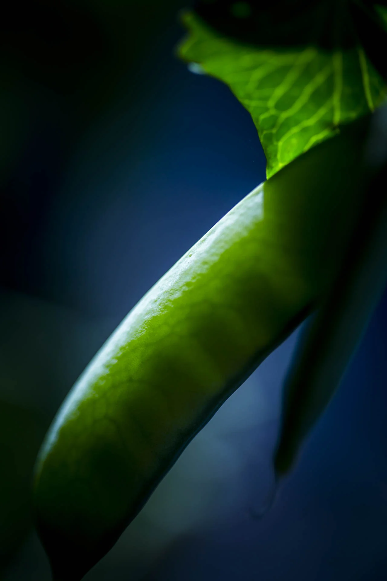 domaine_dablon_potager©stephaneleroy-1422.jpg