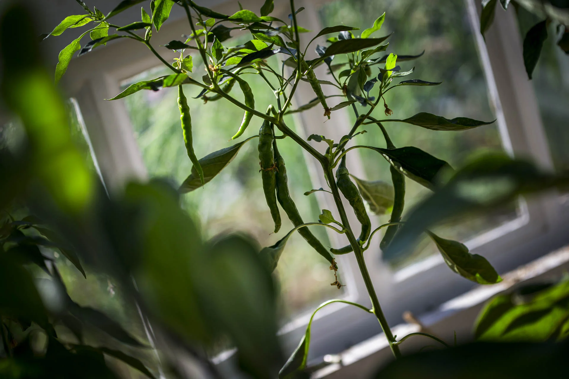 domaine_dablon_potager©stephaneleroy-1349.jpg