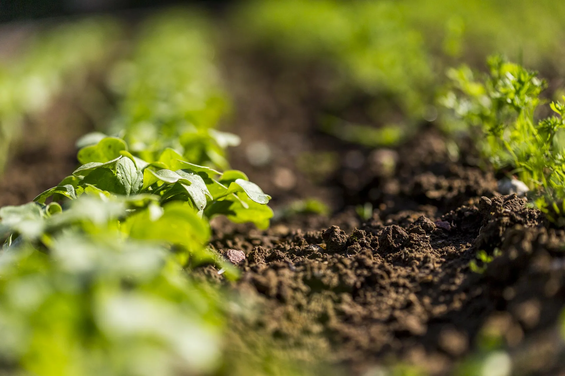domaine_dablon_potager©stephaneleroy-E61R9213.jpg