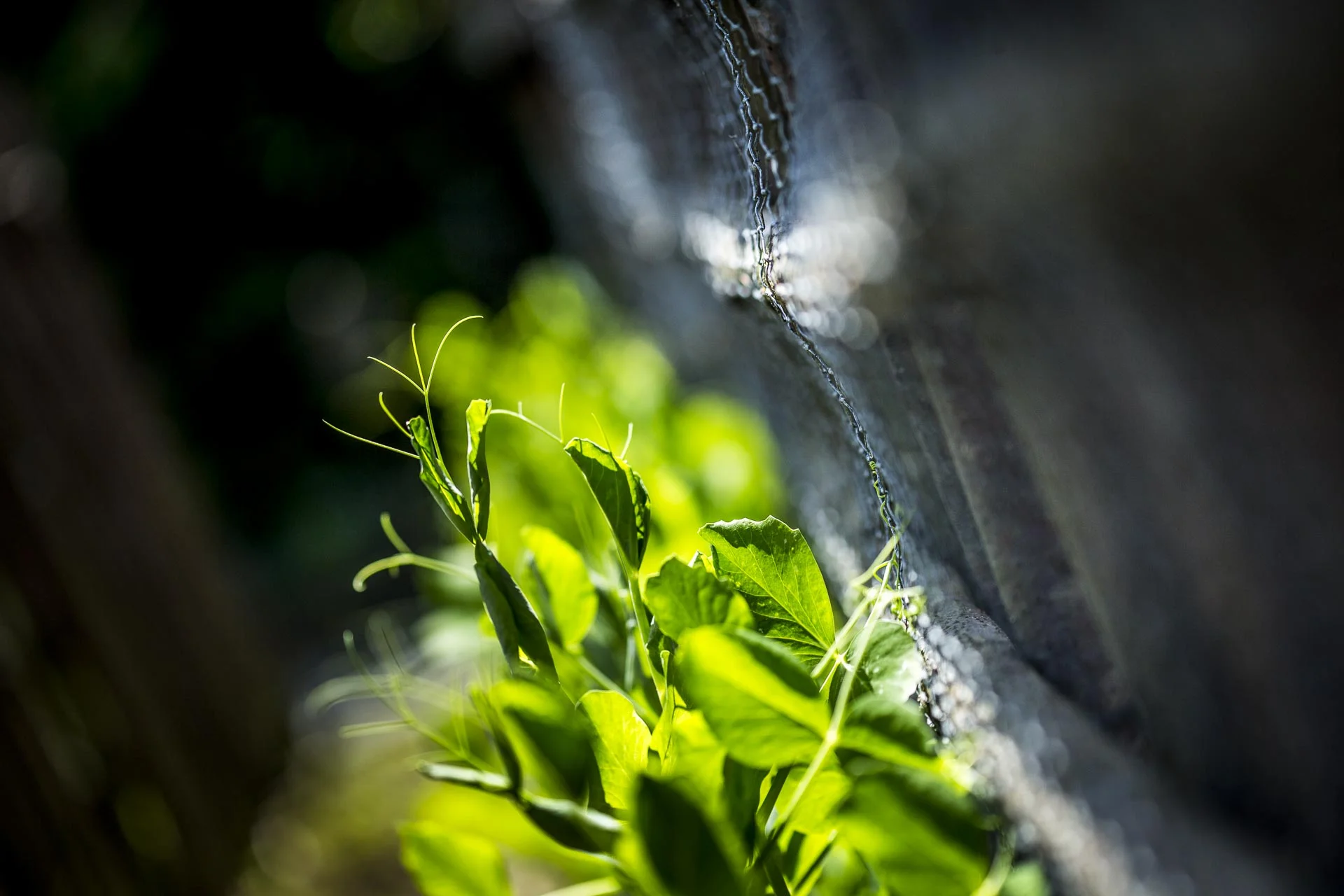 domaine_dablon_potager©stephaneleroy-2-248.jpg