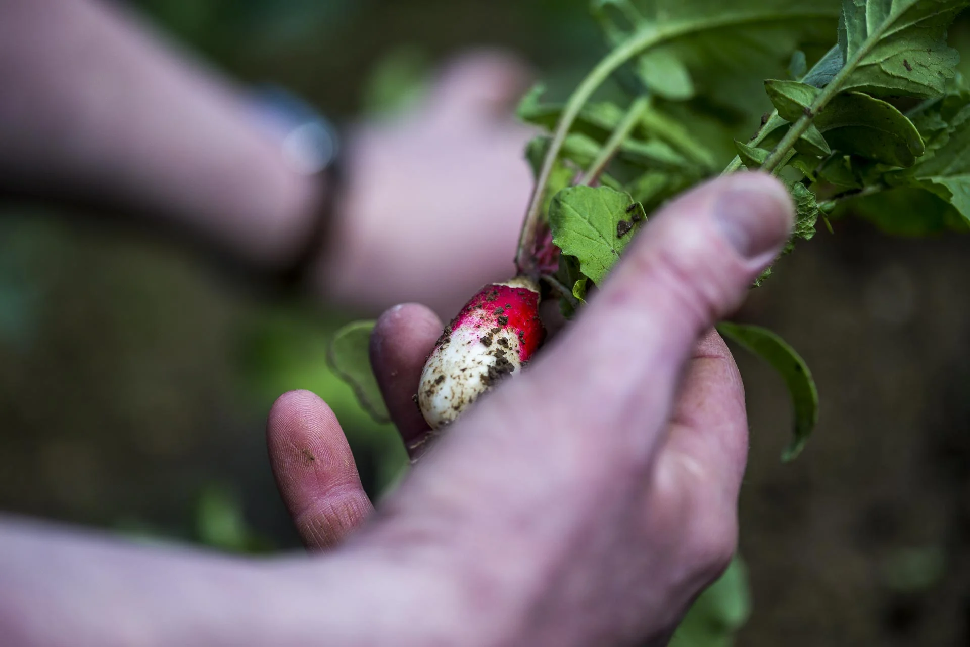 domaine_dablon_potager©stephaneleroy-2-26.jpg