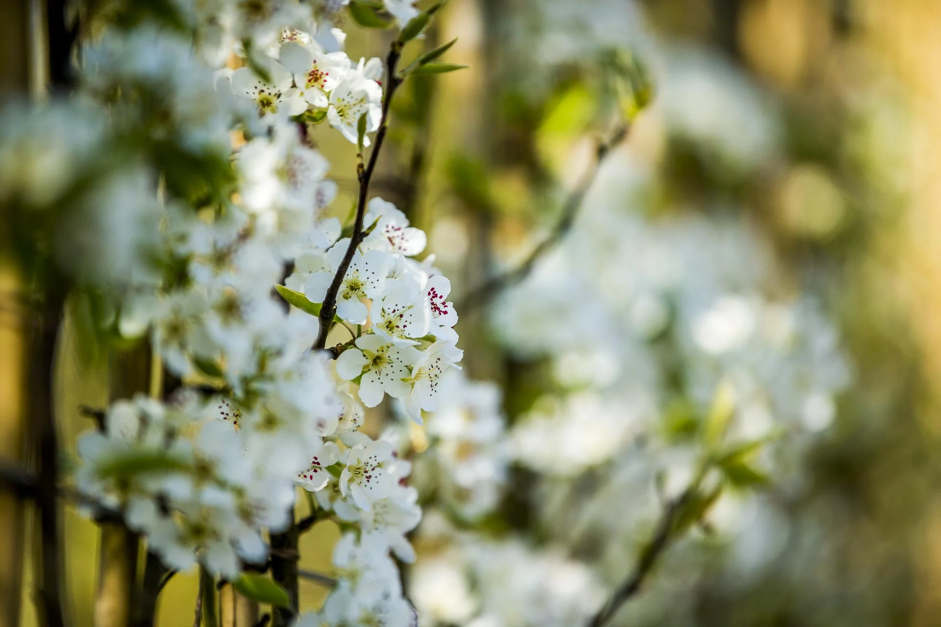 domaine_dablon_potager©stephaneleroy-3201.jpg