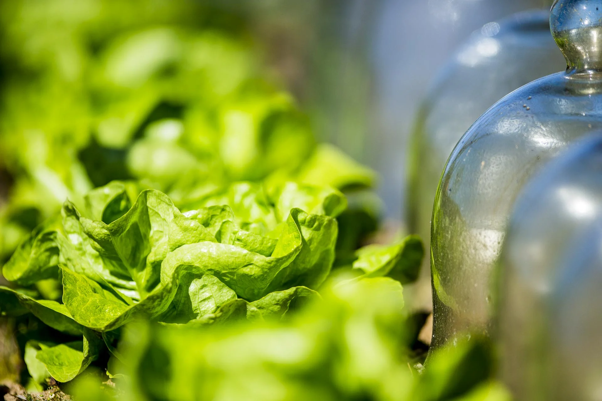 domaine_dablon_potager©stephaneleroy-3166.jpg