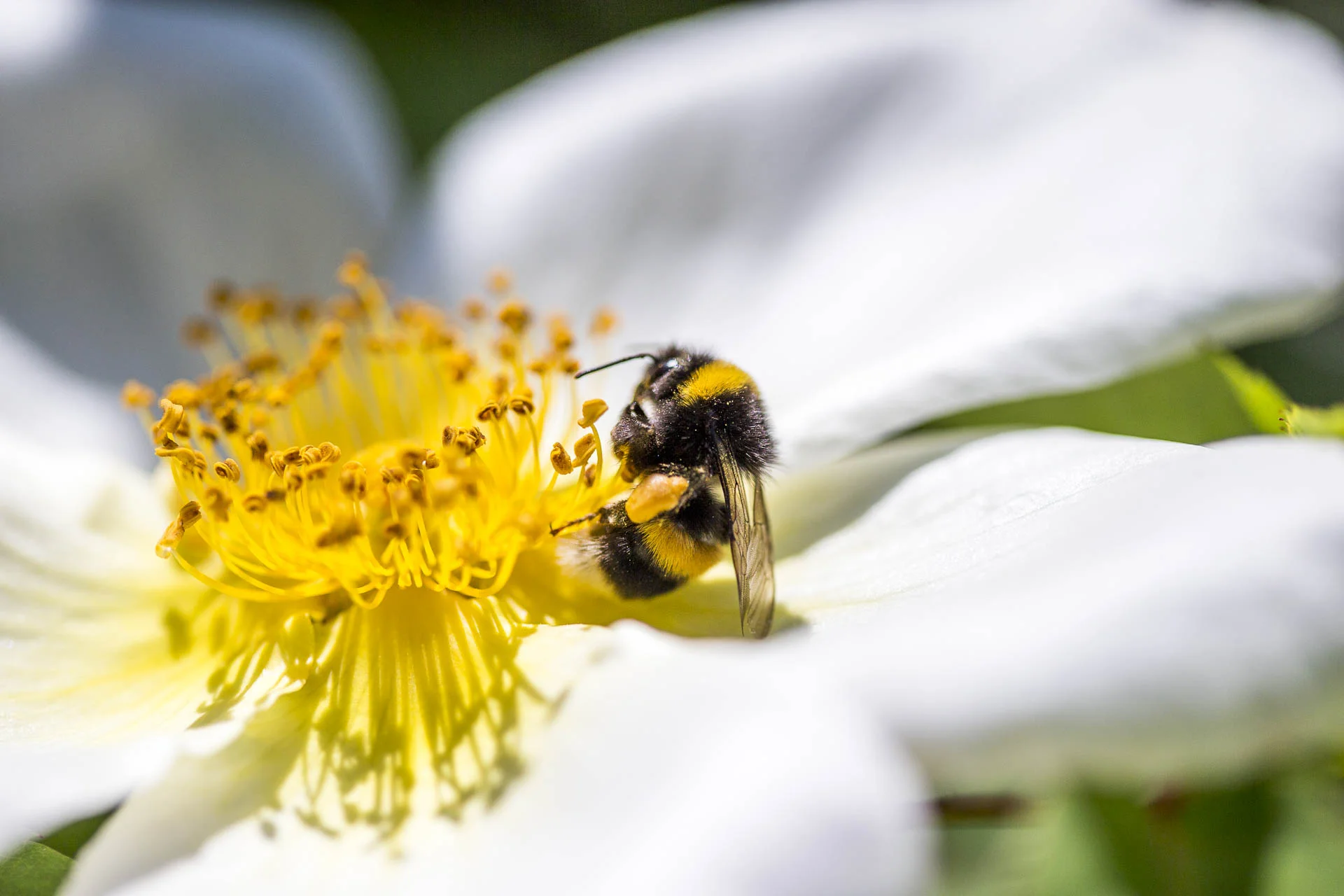 domaine_dablon_ruche_abeilles©stephaneleroy-E61R8968.jpg