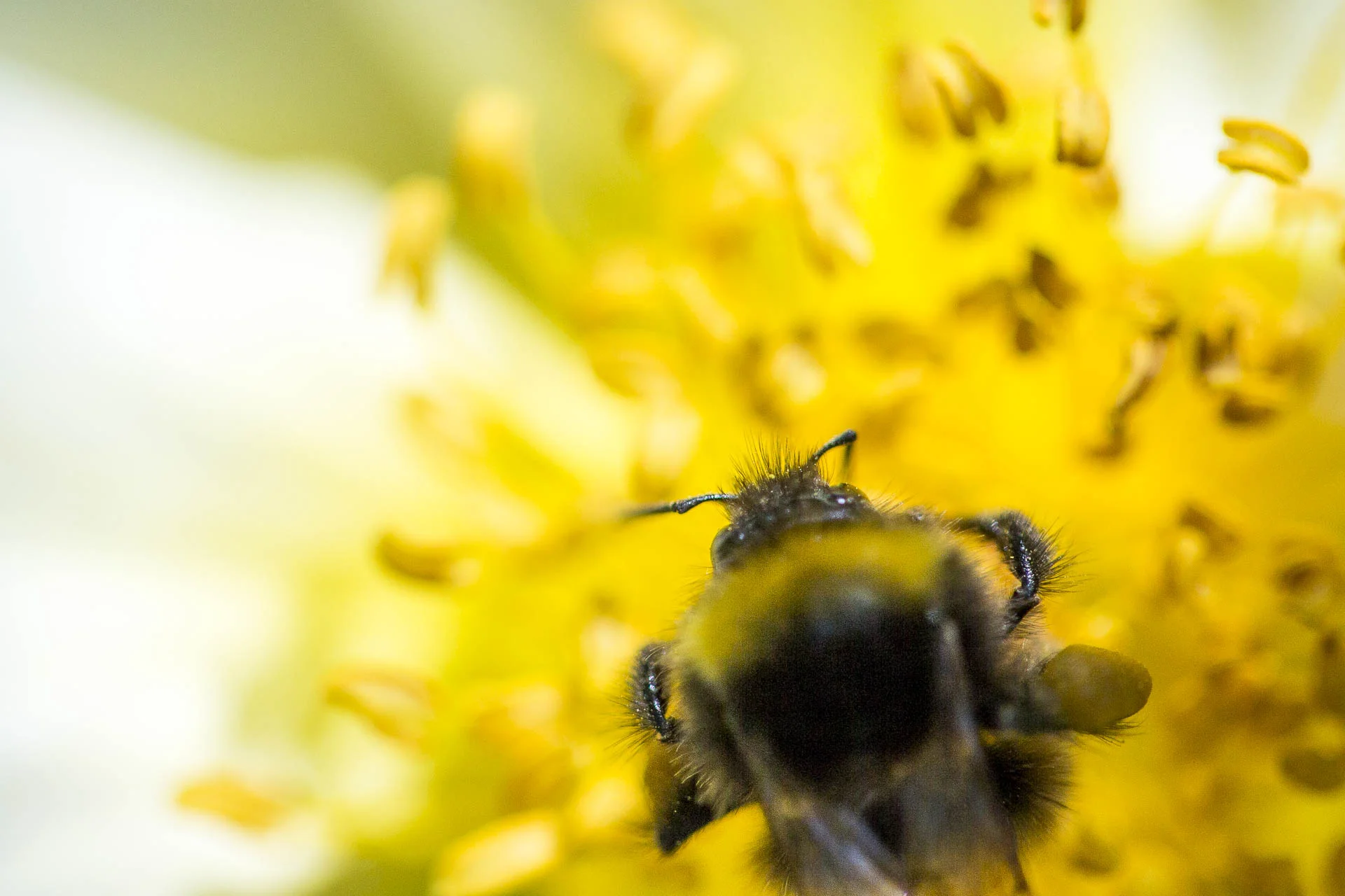 domaine_dablon_ruche_abeilles©stephaneleroy-E61R7770.jpg