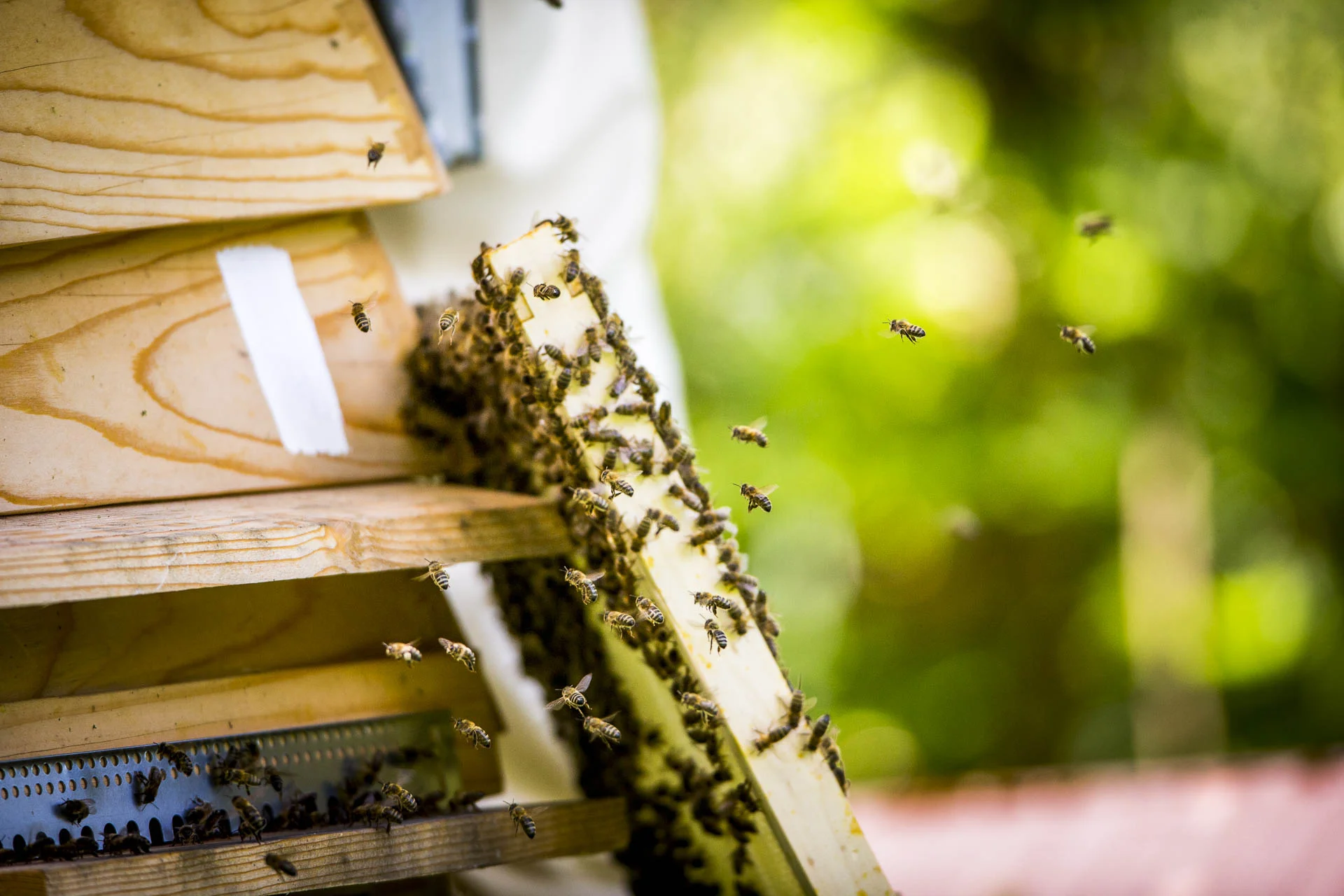 domaine_dablon_ruche_abeilles©stephaneleroy-E61R2625-2.jpg